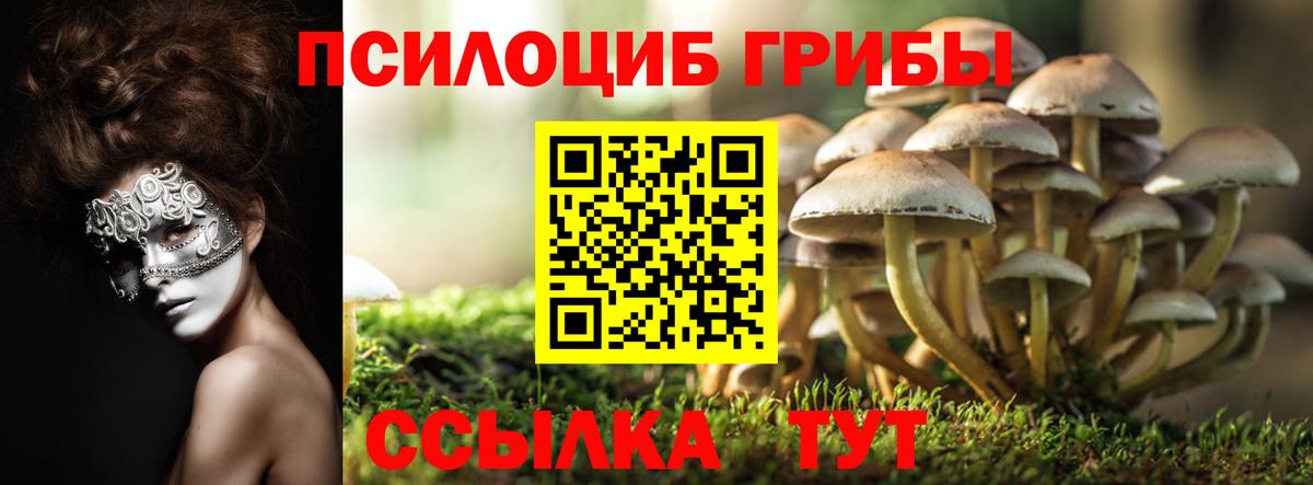 Псилоцибиновые грибы Cubensis Ноябрьск
